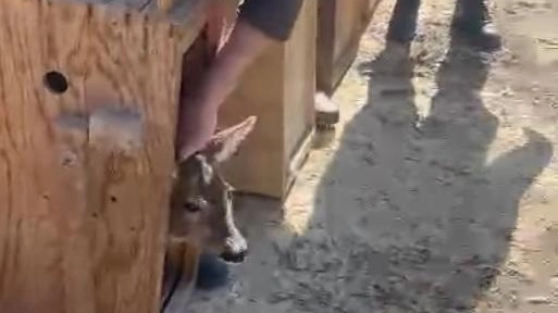 Gli animali sono rimasti ’incastrati’ in via del Pian di Ripoli. Maxi operazione di Regione e polizia provinciale per liberarli