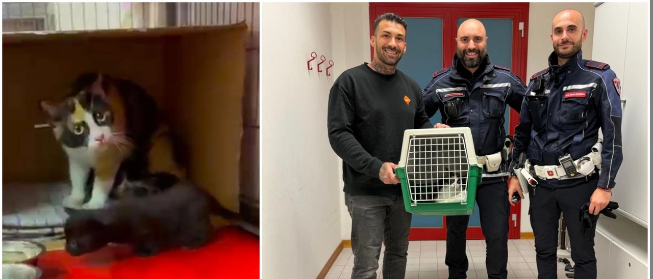 Gli agenti della Municipale salvano due gattini caduti in un capannone