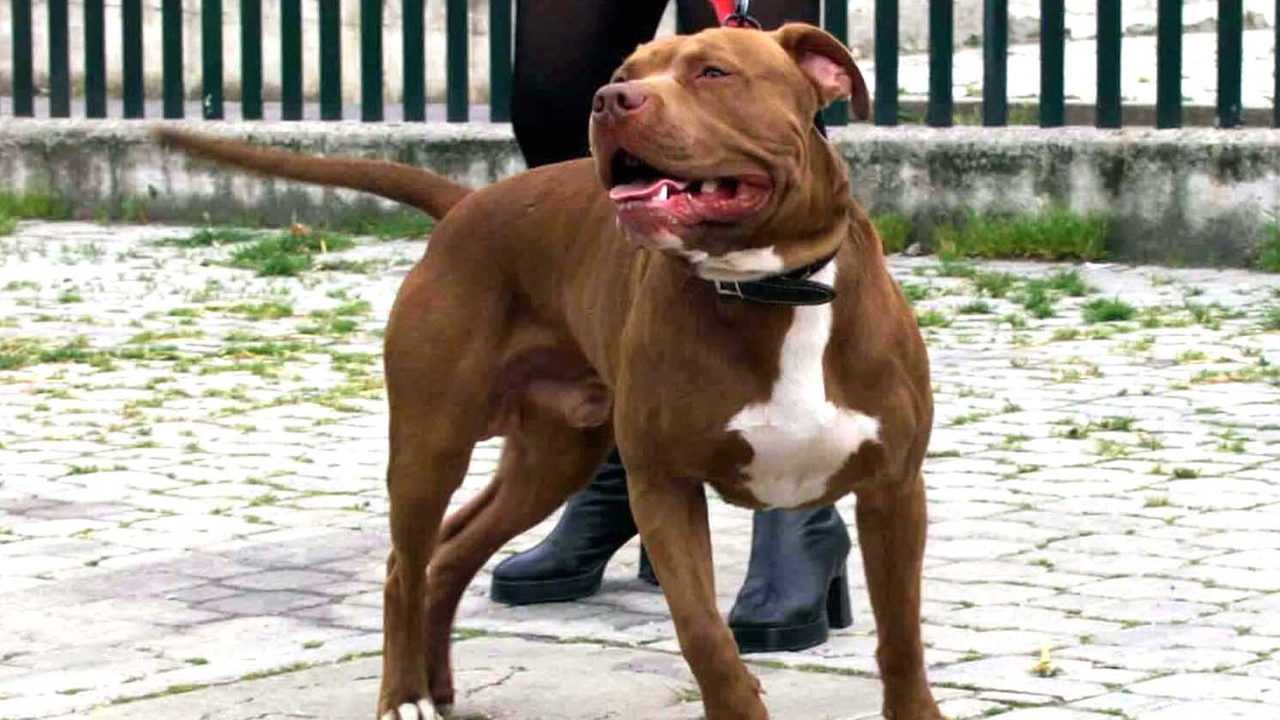 Il padrone del pitbull è stato condannato a risarcire la famiglia della bimba (Foto di repertorio)