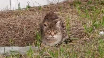 Il gattino che è stato trovato a Bicchio e che è stato salvato grazie a una catena di solidarietà