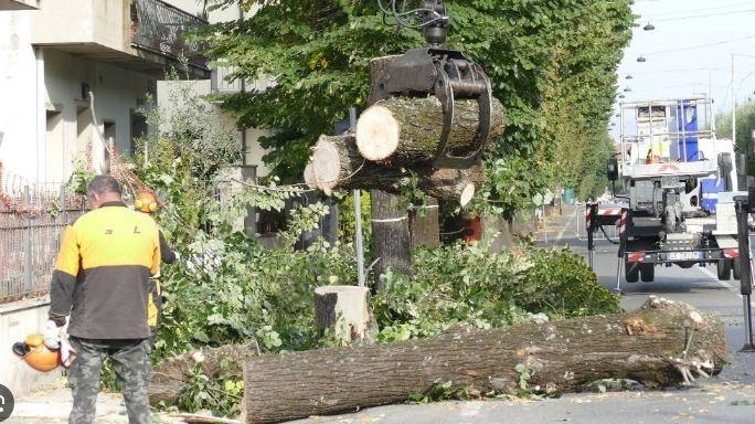 Il 26 agosto del 2024 in via Firenze furono abbattuti i tigli lungo la strada: una decisione che sollevò numerose proteste Il 26 agosto del 2024 in via Firenze furono abbattuti i tigli lungo la strada: una decisione che sollevò numerose proteste