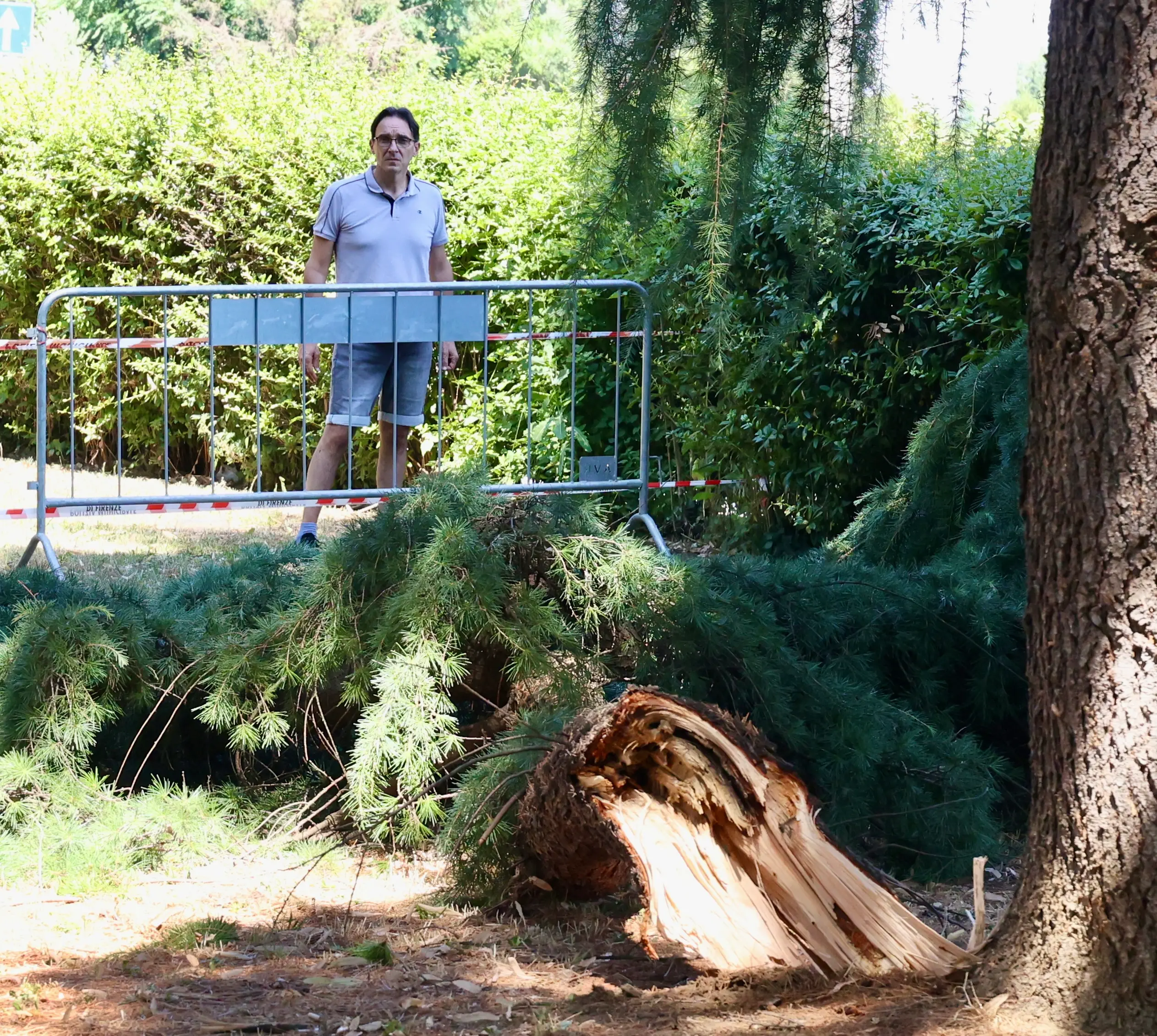 Crolla ramo, donna ferita: "Come una bomba di legno. Salvata dal cane". La procura apre inchiesta