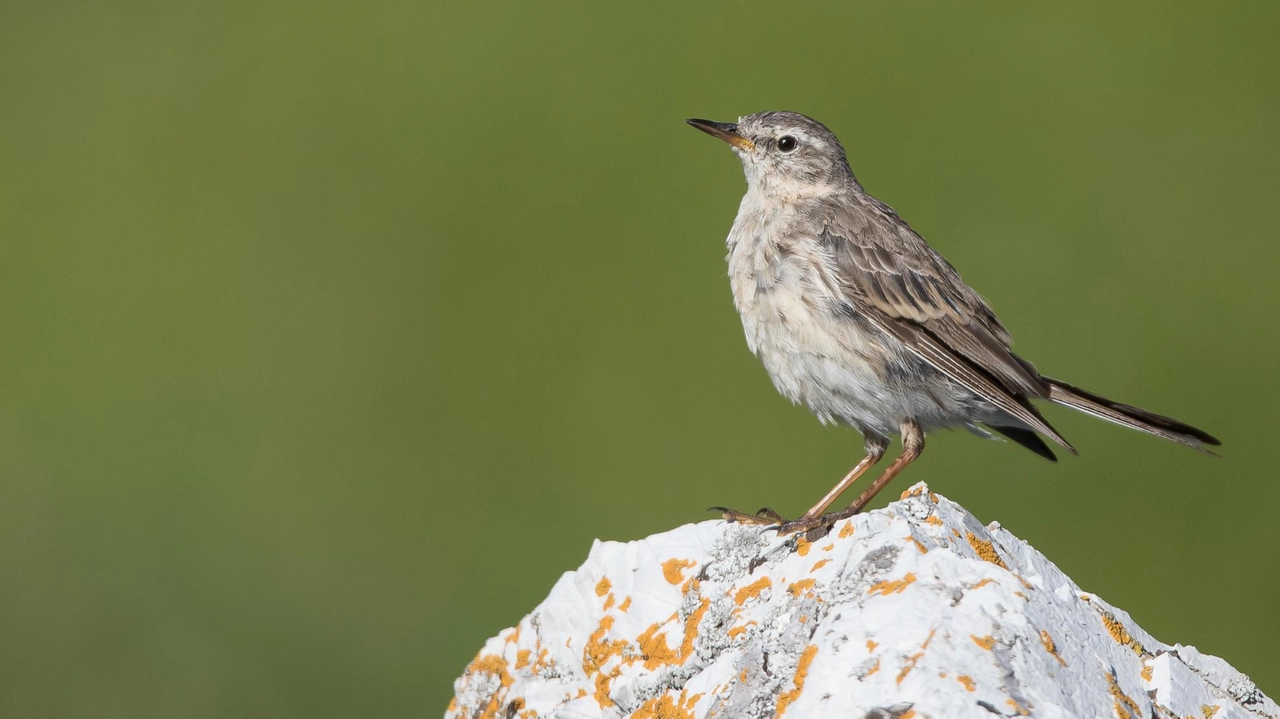 Domenica 24 agosto a Montecarlo la quarta edizione della fiera degli uccelli canori, con numerose specie variopinte in gara Domenica 24 agosto a Montecarlo la quarta edizione della fiera degli uccelli canori, con numerose specie variopinte in gara