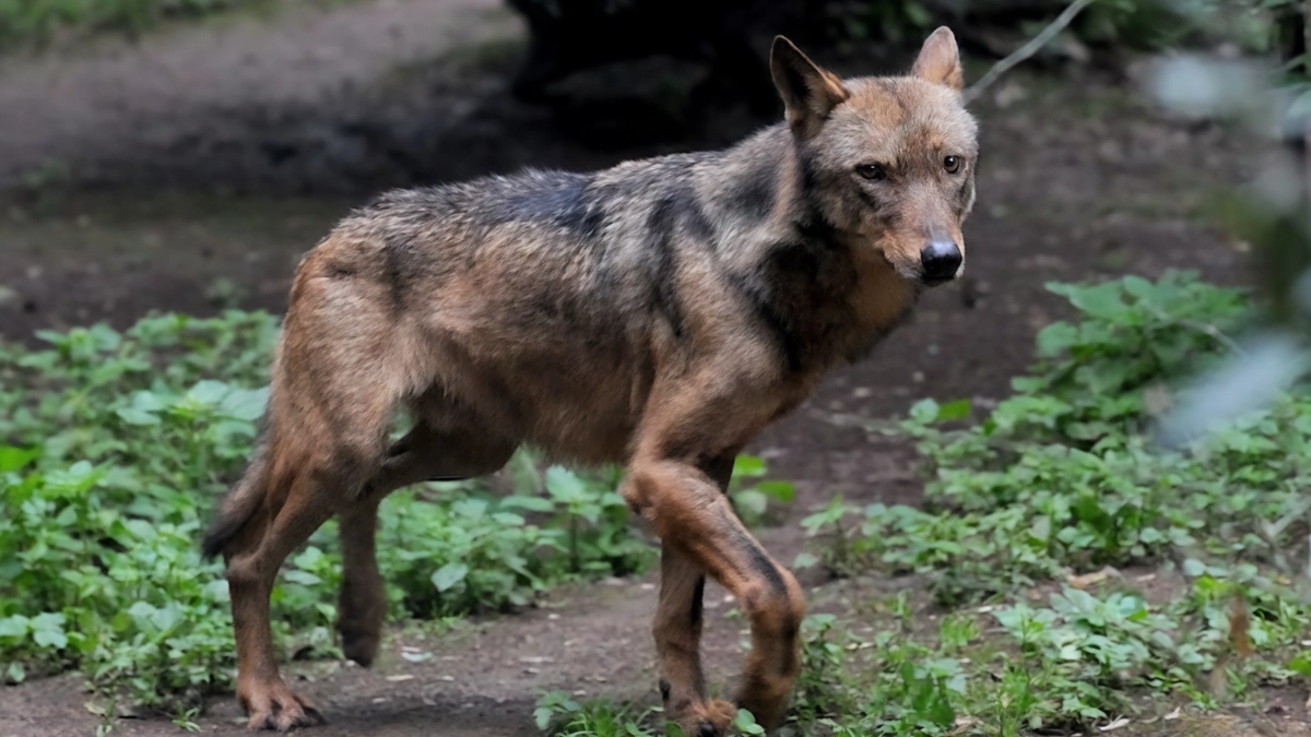 Suona. di nuovo l’allarme per un fenomeno che coinvolge diverse zone del Valdarno e della Valdambra, dove è frequente la presenza dei predatori Suona. di nuovo l’allarme per un fenomeno che coinvolge diverse zone del Valdarno e della Valdambra, dove è frequente la presenza dei predatori