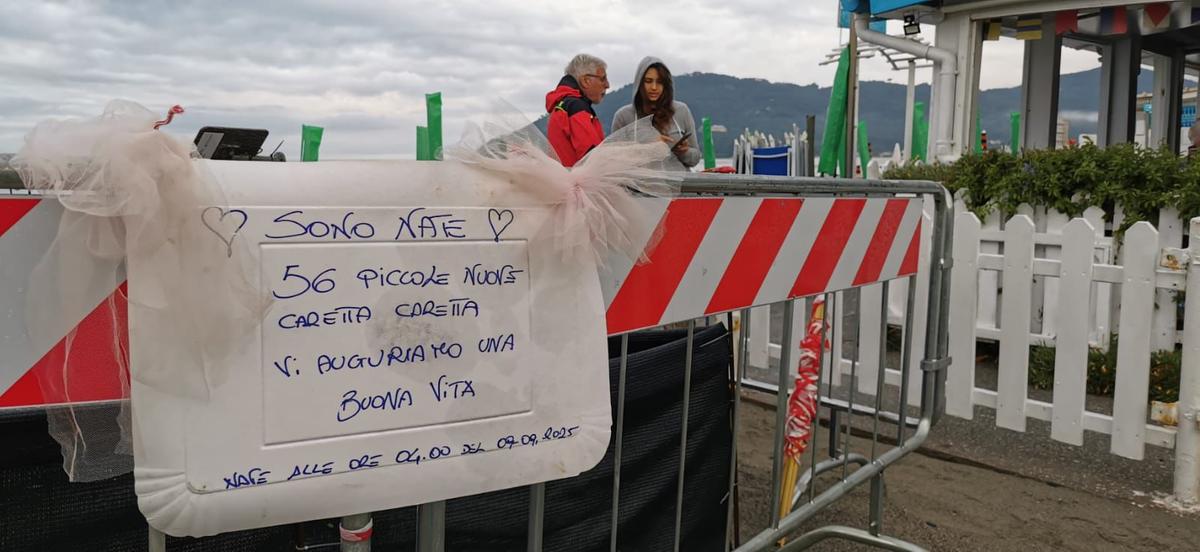 La schiusa arriva sotto il diluvio: escono dal guscio 56 tartarughe, notte di emozioni al Bagno Odessa La schiusa arriva sotto il diluvio: escono dal guscio 56 tartarughe, notte di emozioni al Bagno Odessa