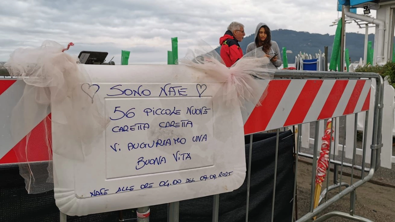 Il cartello affisso al Bagno Odessa con l’annuncio della schiusa la nascita di 56 piccole tartarughe marine Il cartello affisso al Bagno Odessa con l’annuncio della schiusa la nascita di 56 piccole tartarughe marine