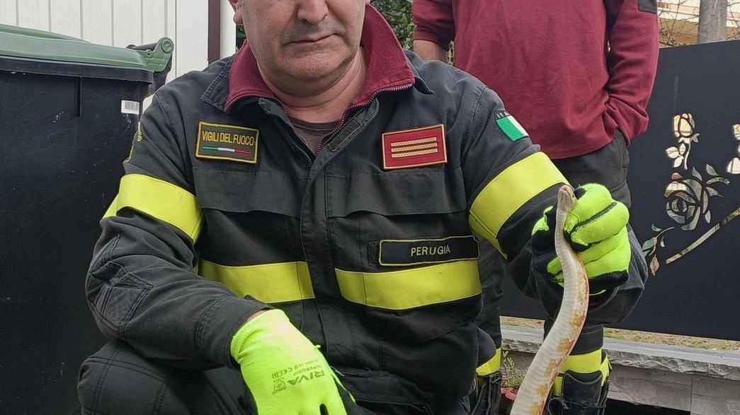 Citerna, il rettile recuperato dai Vigili del fuoco Citerna, il rettile recuperato dai Vigili del fuoco