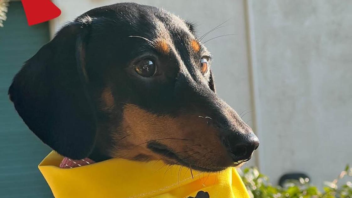 Cagnolina presa a botte dal padrone, gara di solidarietà per adottarla Cagnolina presa a botte dal padrone, gara di solidarietà per adottarla