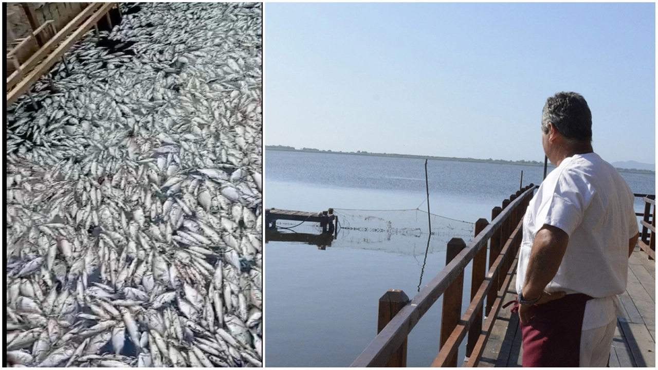 A sinistra la moria dei pesci (foto Ansa), a destra la laguna di Orbetello (foto Aprili) A sinistra la moria dei pesci (foto Ansa), a destra la laguna di Orbetello (foto Aprili)