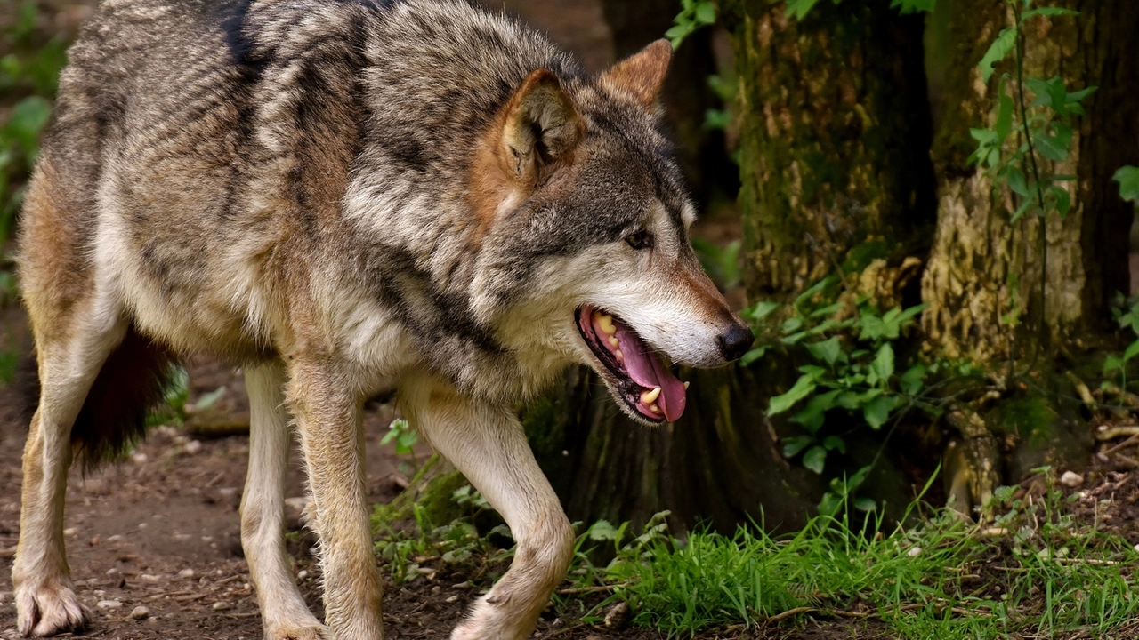 Lupi, Fedagripesca Toscana: "Situazione fuori controllo, servono misure urgenti" Lupi, Fedagripesca Toscana: "Situazione fuori controllo, servono misure urgenti"