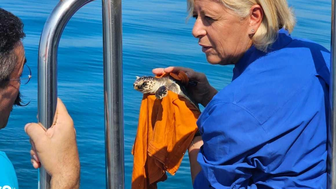 Tre tartarughe marine, Caretta caretta, salvate e curate dai volontari del Wwf Massa Carrara, sono state rilasciate in mare dopo 9 mesi di cure all'Acquario di Livorno. L'operazione fa parte dell'Osservatorio toscano per la biodiversità. Tre tartarughe marine, Caretta caretta, salvate e curate dai volontari del Wwf Massa Carrara, sono state rilasciate in mare dopo 9 mesi di cure all'Acquario di Livorno. L'operazione fa parte dell'Osservatorio toscano per la biodiversità.