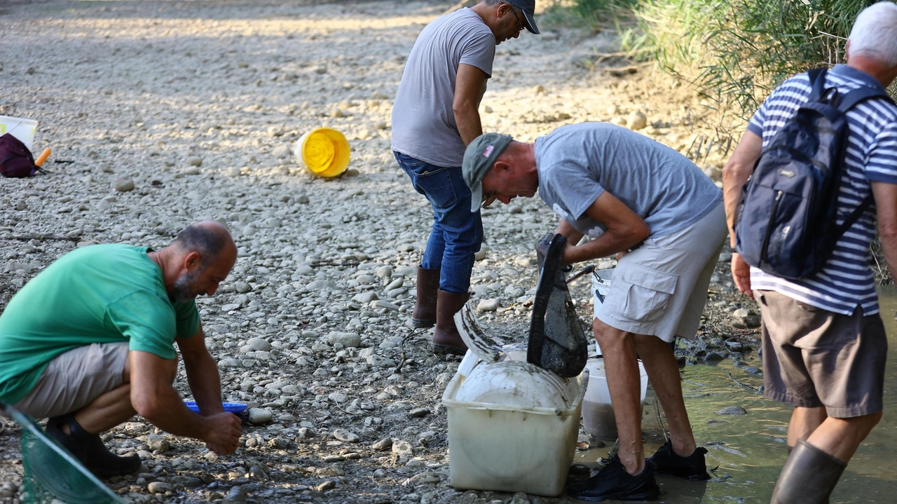 Tanti gli interventi di salvataggio della fauna ittica nella Pesa in secca che sono stati fatti ad agosto scorso Tanti gli interventi di salvataggio della fauna ittica nella Pesa in secca che sono stati fatti ad agosto scorso