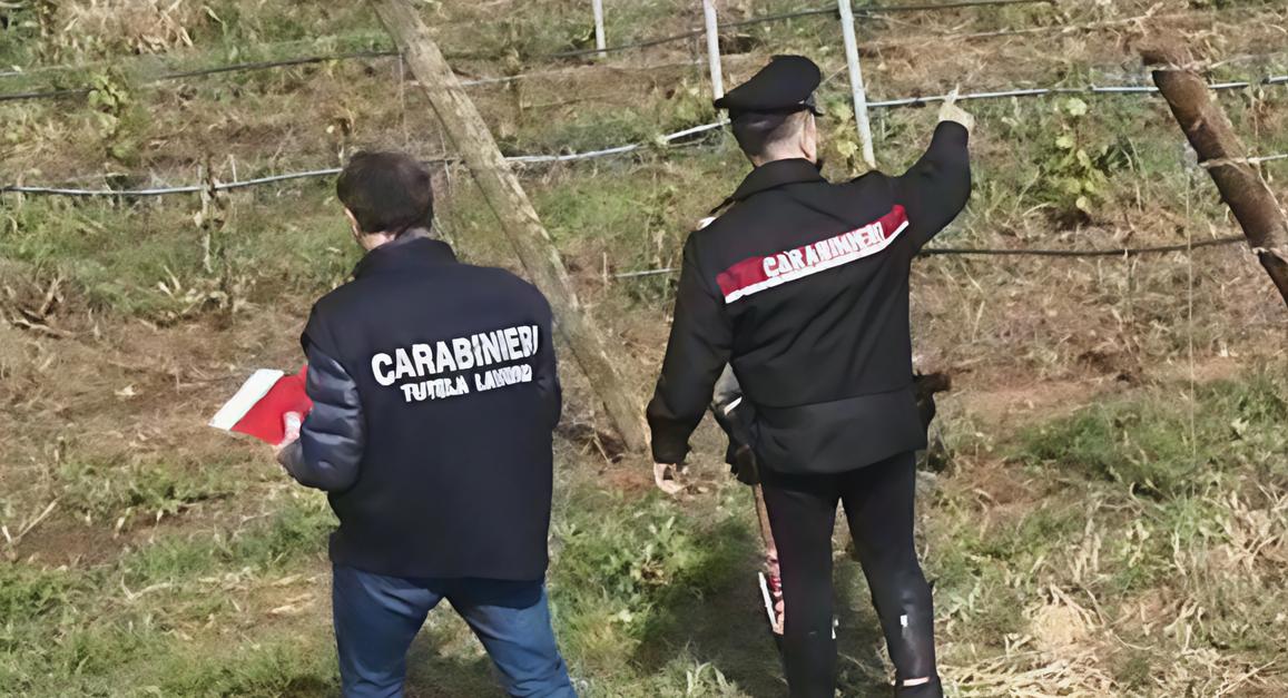 Vendemmia e caporalato: scatta la maxi sanzione Vendemmia e caporalato: scatta la maxi sanzione