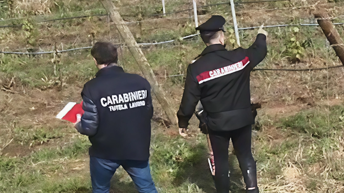 Controlli in un vigneto situato lungo una via di collegamento alle colline del Candia Controlli in un vigneto situato lungo una via di collegamento alle colline del Candia