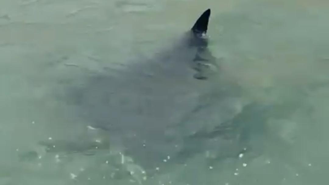 La manta avvistata ancora una volta vicino alla battigia. Cresce la preoccupazione