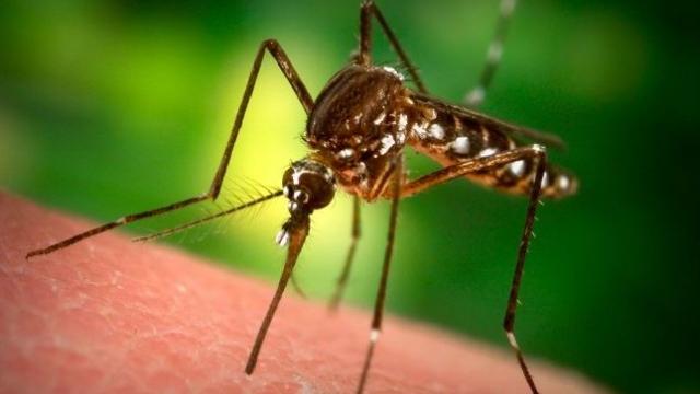 Allarme Virus Tropicale. il Sindaco Silvia Chiassai Martini: “Potenziare la prevenzione per evitare infezioni gravi causate da zanzare” Allarme Virus Tropicale. il Sindaco Silvia Chiassai Martini: “Potenziare la prevenzione per evitare infezioni gravi causate da zanzare”