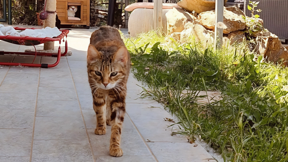Ospite della struttura di San Venerio, la giovane gatta è pronta per l’adozione Ospite della struttura di San Venerio, la giovane gatta è pronta per l’adozione