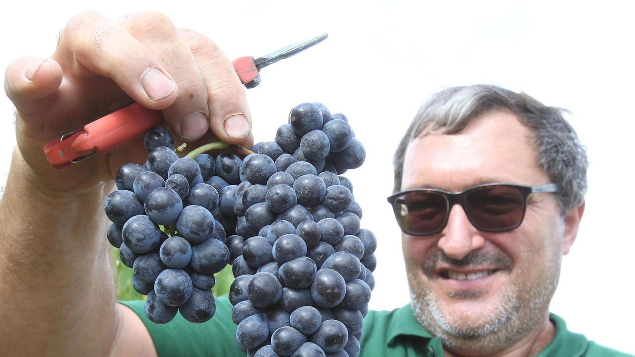 Nella foto d’archivio, si lavora nei vigneti: è il momento della vendemmia Nella foto d’archivio, si lavora nei vigneti: è il momento della vendemmia