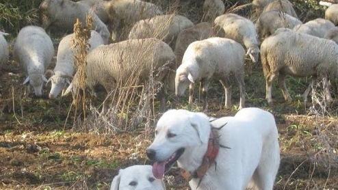 https://www.lanazione.it/image-service/view/acePublic/alias/contentid/NTY2ZjEwNDMtOTE1NS00/0/cani-da-guardiania-il-caso-necessari-contro-le-predazioni-cerano-cartelli-ovunque.jpeg?f=16:9&w=1200&h=630