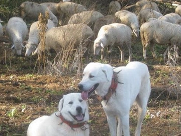 immagine articolo