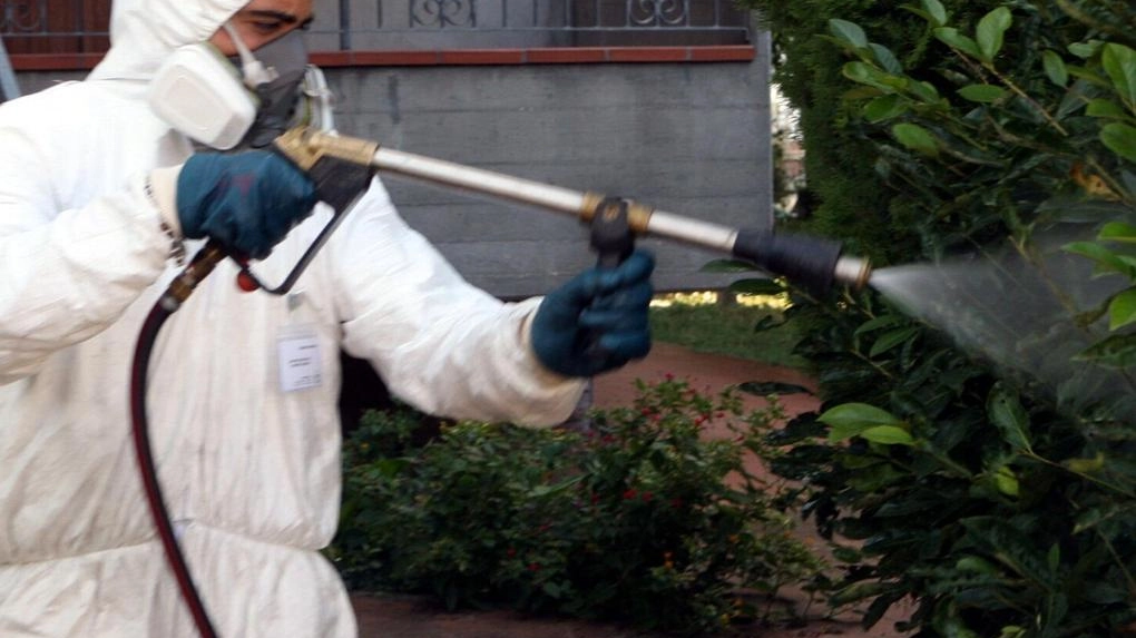 A Lucca, sospetta Chikungunya porta al Comune a disinfestare un'area dove è stata individuata la presenza del malato. Interventi urgenti per contrastare la diffusione della zanzara tigre. A Lucca, sospetta Chikungunya porta al Comune a disinfestare un'area dove è stata individuata la presenza del malato. Interventi urgenti per contrastare la diffusione della zanzara tigre.