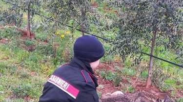Sono ormai molte le denunce di avvistamenti di lupi (o predatori che sono molto simili) in provincia di Grosseto. Durante... Sono ormai molte le denunce di avvistamenti di lupi (o predatori che sono molto simili) in provincia di Grosseto. Durante...