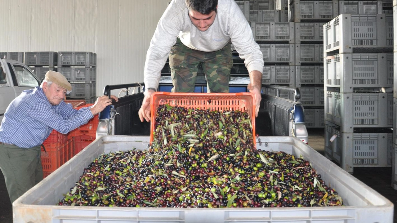 Lo scarico delle olive in un frantoio Lo scarico delle olive in un frantoio