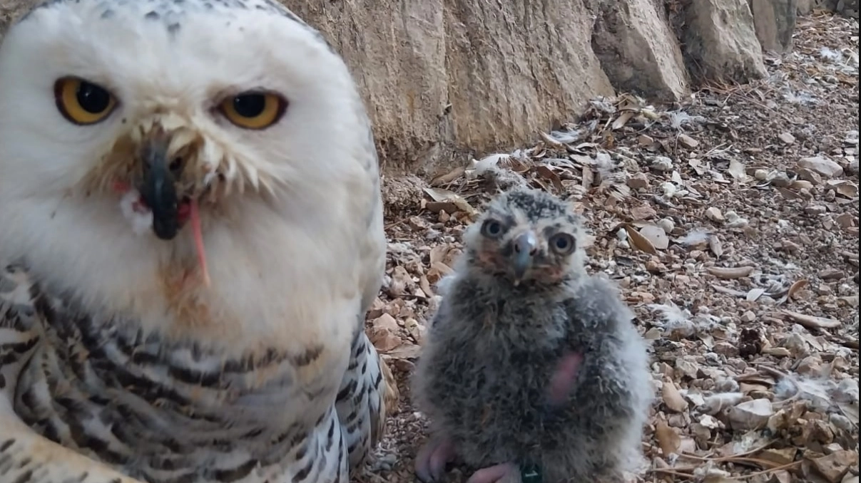 Il gufetto Hibou con mamma Loredana Il gufetto Hibou con mamma Loredana