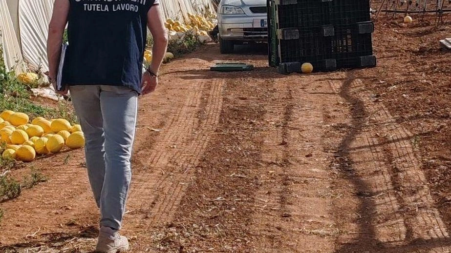 Blitz dei carabinieri: al setaccio venti aziende dal nord al sud della Maremma Blitz dei carabinieri: al setaccio venti aziende dal nord al sud della Maremma