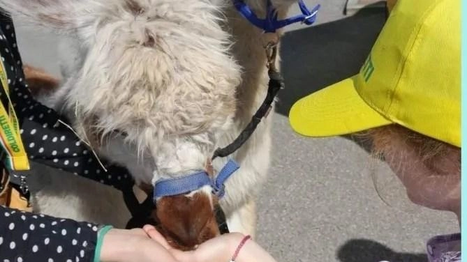 Uno dei laboratori con gli alpaca