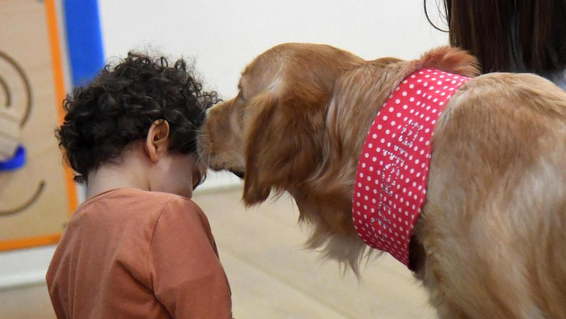 animali e malati di tumore il progetto del comune