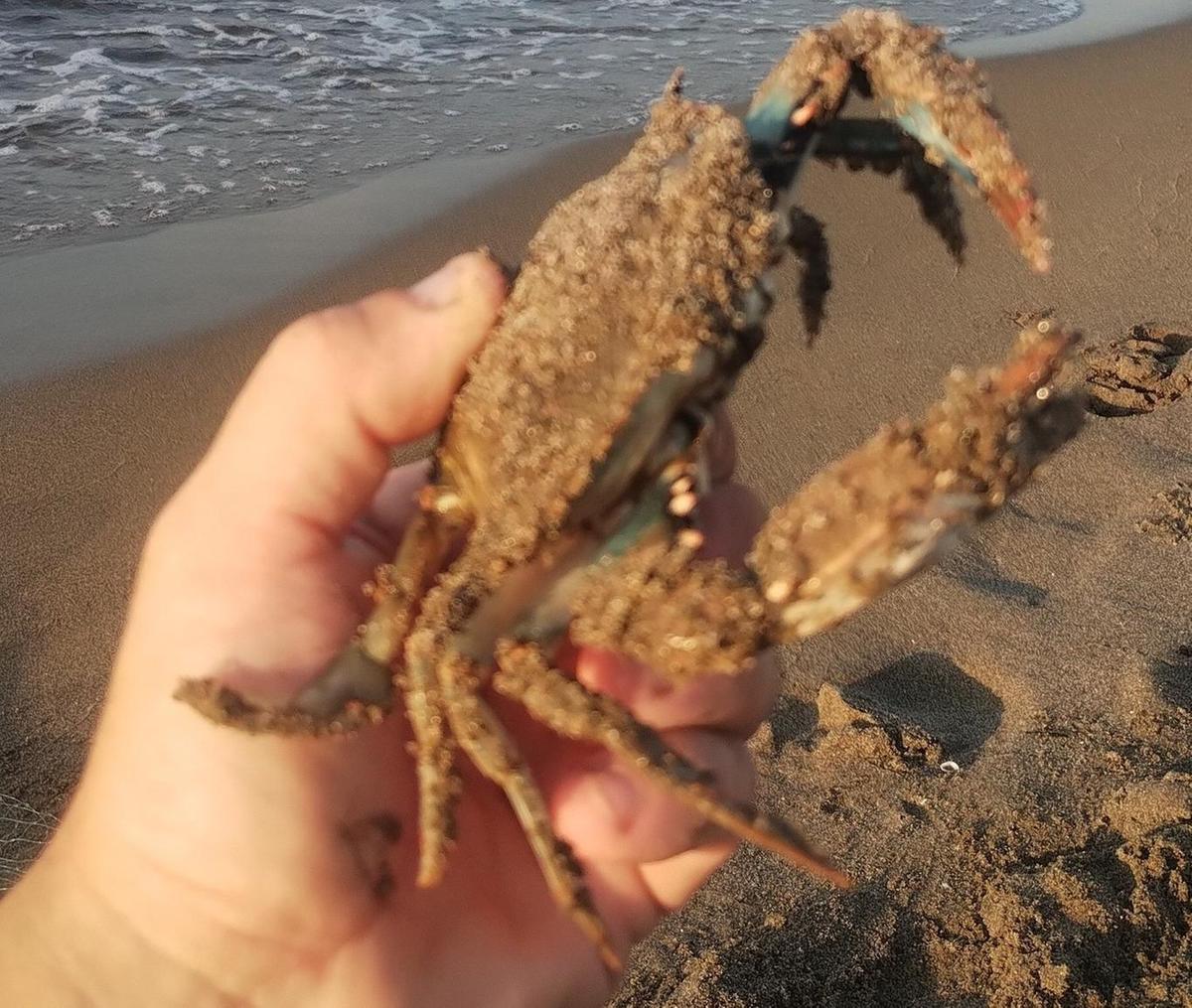 Granchio blu, turista ferita. Passeggiava in Feniglia quando l’ha urtato in mare Granchio blu, turista ferita. Passeggiava in Feniglia quando l’ha urtato in mare