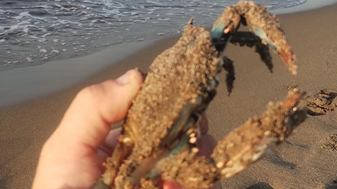 Granchio blu trovato sulla spiaggia della Feniglia di recente, uno simile ha ferito una turista al piede Granchio blu trovato sulla spiaggia della Feniglia di recente, uno simile ha ferito una turista al piede