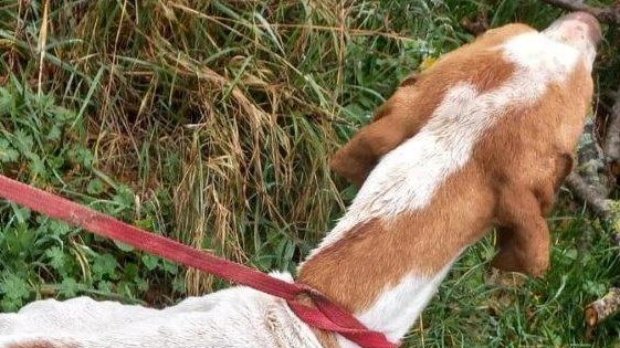 Gubbio, i carabinieri forestali denunciano il proprietario Gubbio, i carabinieri forestali denunciano il proprietario