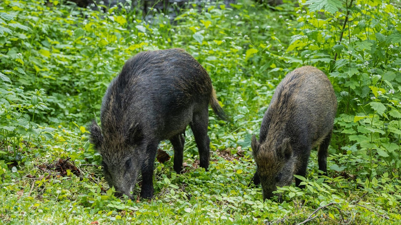 Il monito di Confagricoltura alla Regione Il monito di Confagricoltura alla Regione