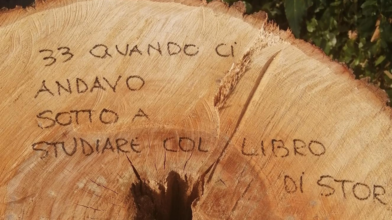 Sonia Fligor, attivista per l’ambiente, ha salutato così i 47 alberi della strada "Quando" e "Una volta" sono l’incipit di ogni frase scolpita sul legno. Sonia Fligor, attivista per l’ambiente, ha salutato così i 47 alberi della strada "Quando" e "Una volta" sono l’incipit di ogni frase scolpita sul legno.