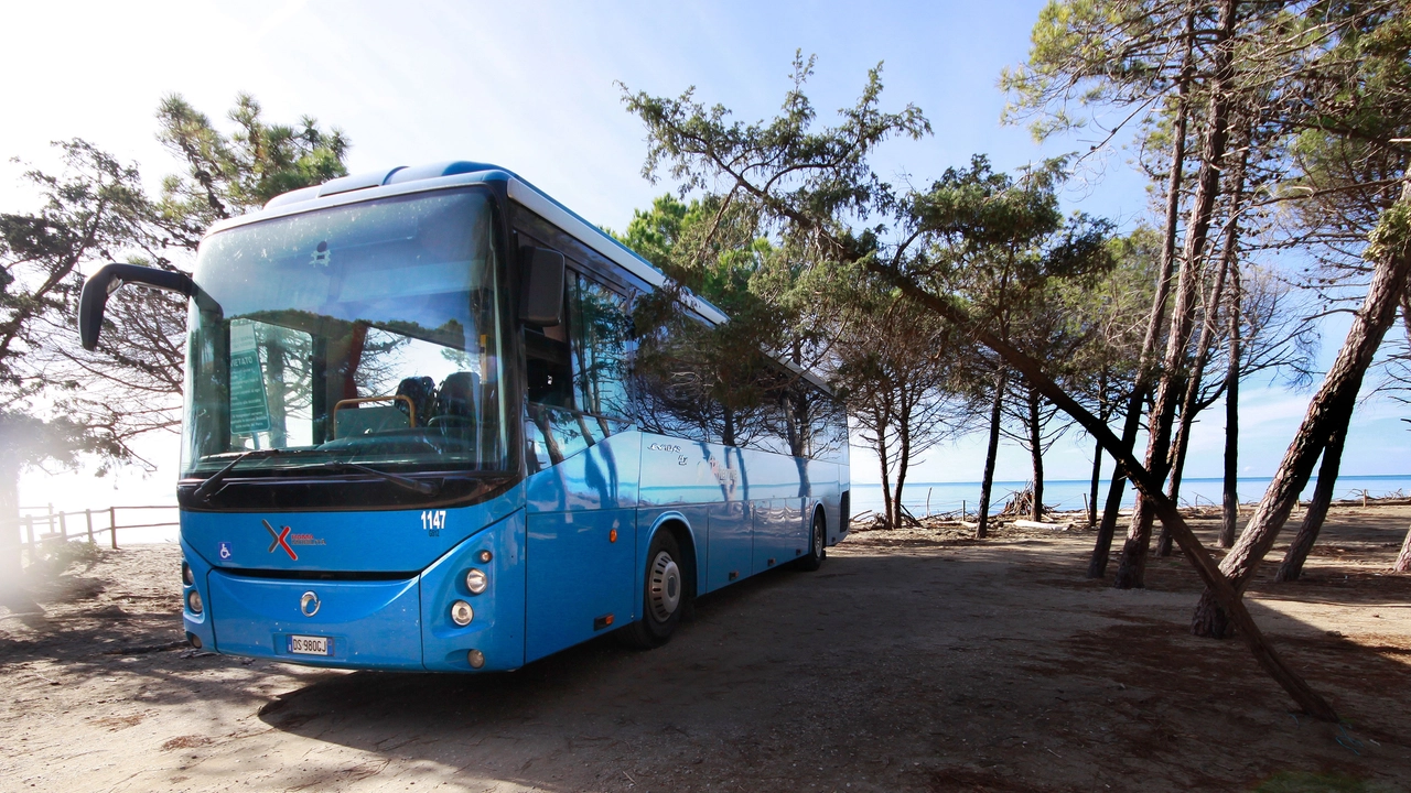 bus bus