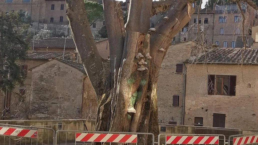Per tutta la comunità di San Gimignano quell’oramai e secolare alberone del ‘Bagolaro’ (nella foto) nella vecchia palestra delle... Per tutta la comunità di San Gimignano quell’oramai e secolare alberone del ‘Bagolaro’ (nella foto) nella vecchia palestra delle...