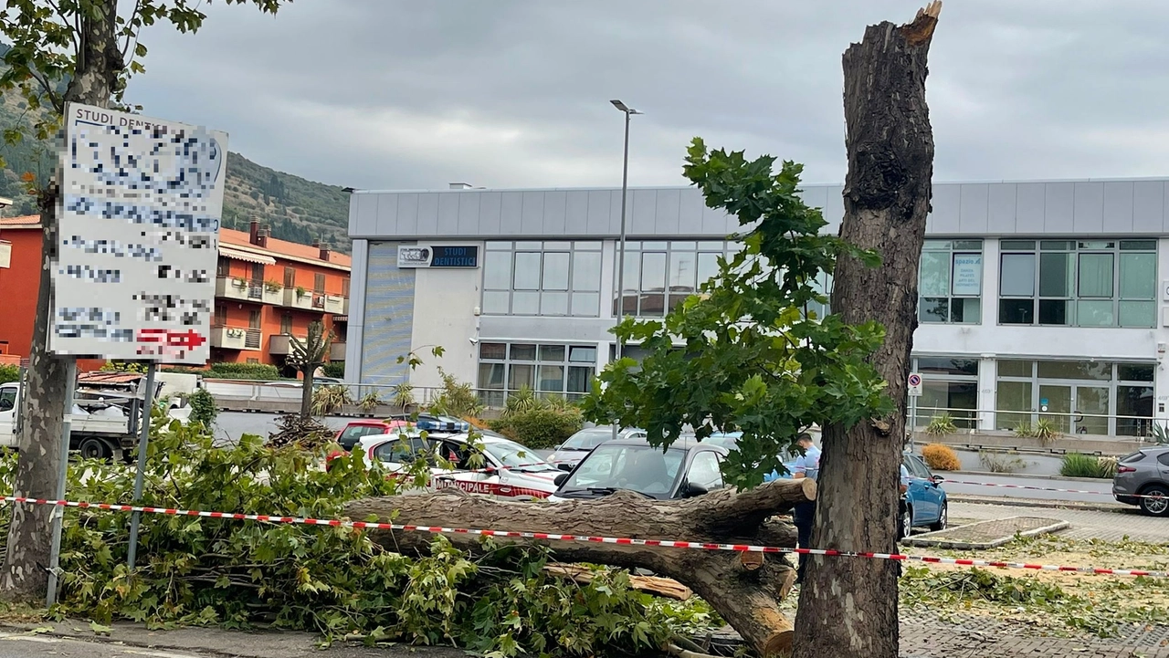 L’albero spezzato in via Firenze a La Querce e l'intervento della polizia municipale L’albero spezzato in via Firenze a La Querce e l'intervento della polizia municipale