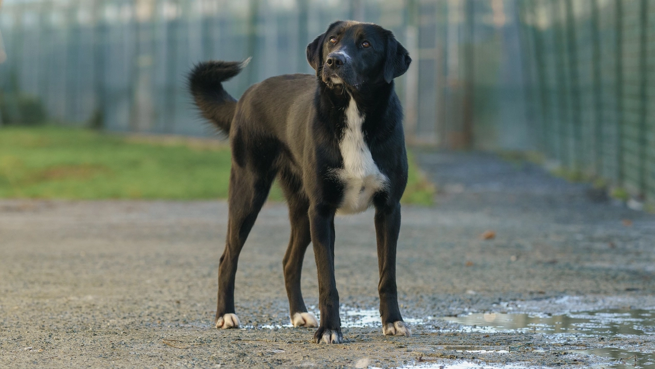 Un cane in una foto di repertorio Un cane in una foto di repertorio