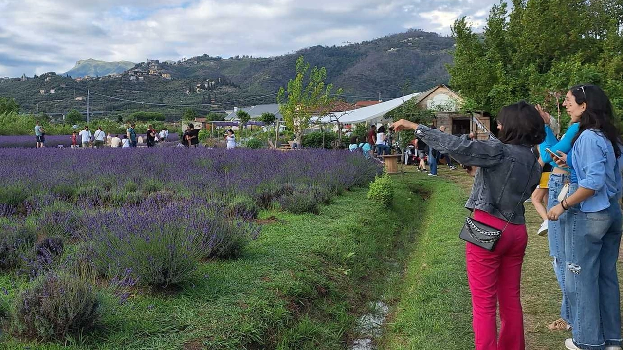 La fioritura della lavanda è una delle attrazioni più attese e fotografate della primavera massarosese La fioritura della lavanda è una delle attrazioni più attese e fotografate della primavera massarosese