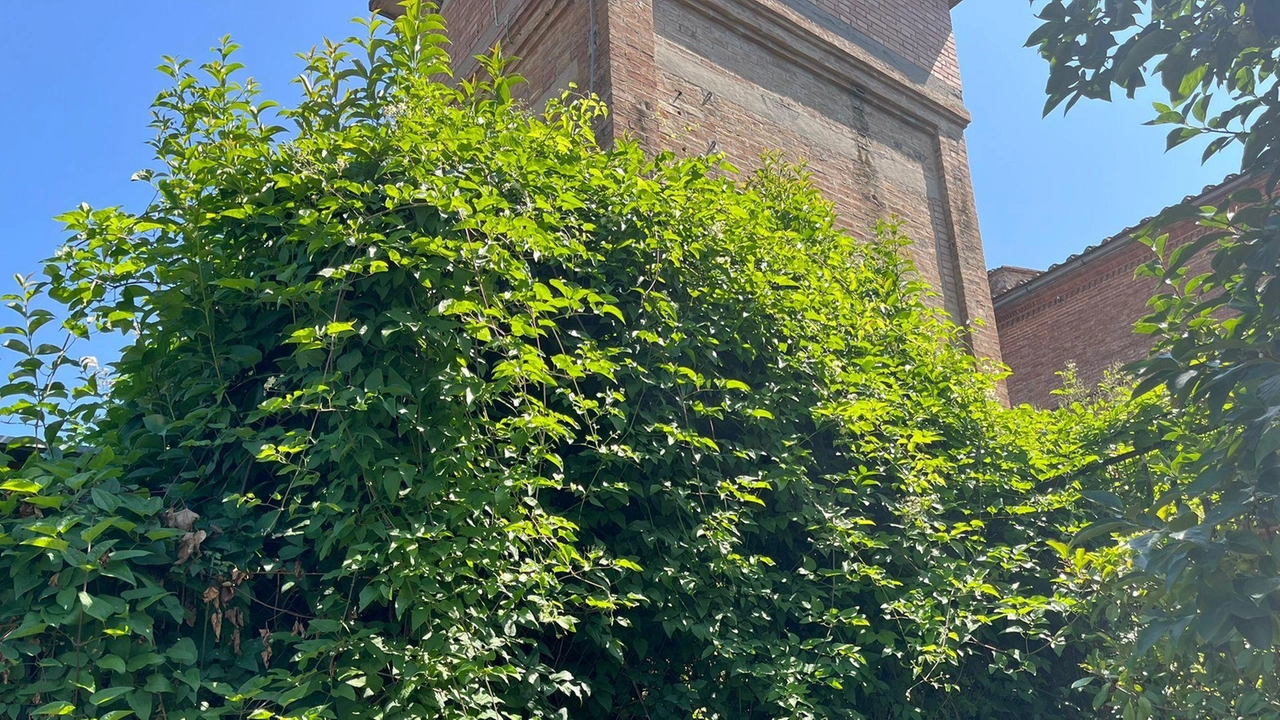 I residenti di. questa parte di città tra Porta Romana e il complesso San Niccolò lamentano le numerose sollecitazioni andate a vuoto I residenti di. questa parte di città tra Porta Romana e il complesso San Niccolò lamentano le numerose sollecitazioni andate a vuoto