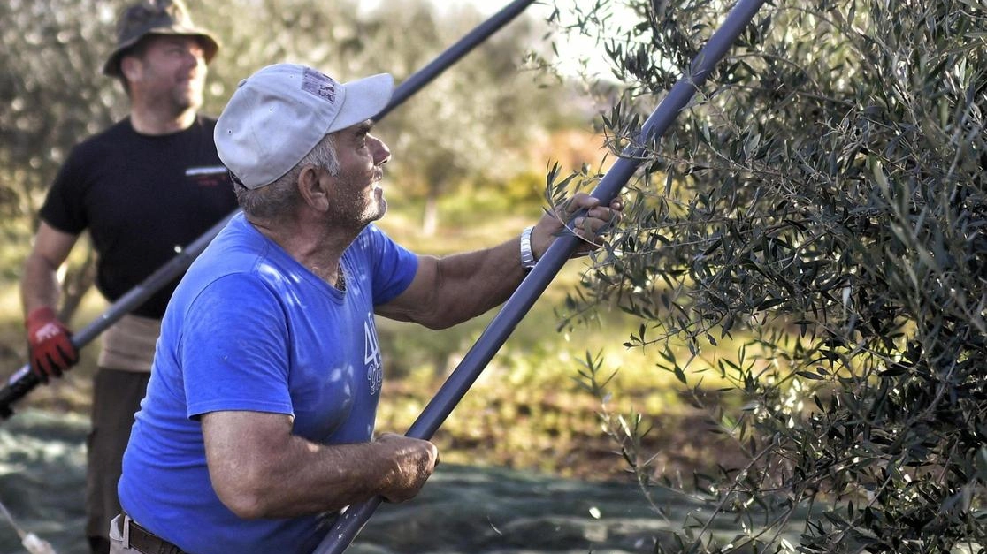 Abbacchiatori in azione per la raccolta delle olive (foto di archivio) Abbacchiatori in azione per la raccolta delle olive (foto di archivio)