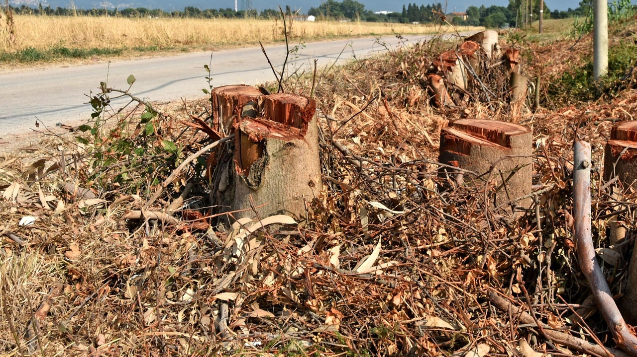 Taglio degli alberi e polemiche: "Le motoseghe impazienti". Ancora critiche alla giunta