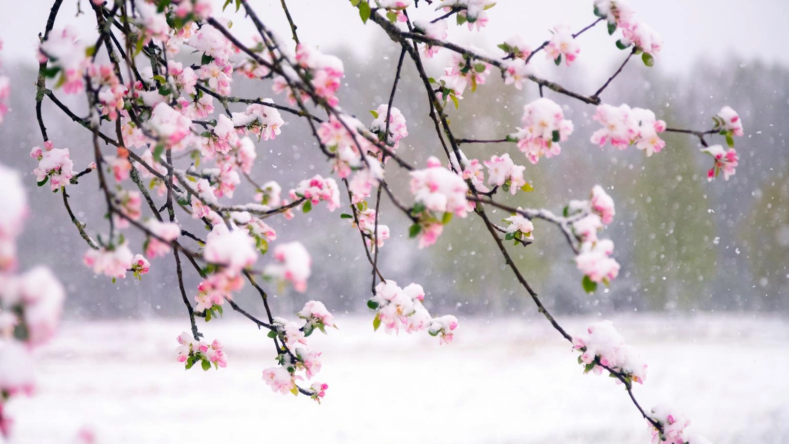 Torna la neve in Toscana