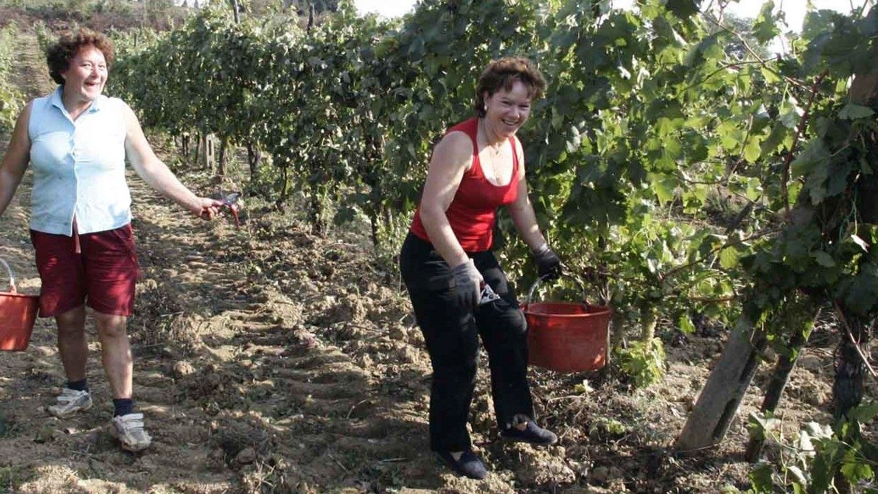 Nell’immagine d’archivio, la stagione della vendemmia è ormai alle porte e qualcuno ha già iniziato anche per evitare i rischi del maltempo. Nell’immagine d’archivio, la stagione della vendemmia è ormai alle porte e qualcuno ha già iniziato anche per evitare i rischi del maltempo.