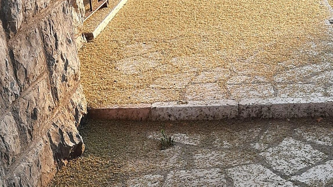Torna a farsi sentire il problema delle “nubi“ di chironomidi al Trasimeno in seguito allo “sfarfallamento“