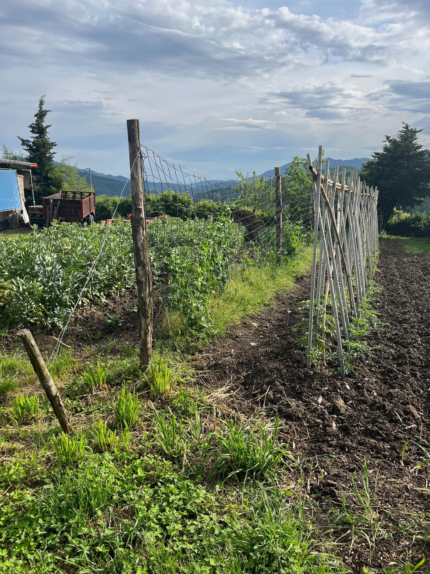 Agricoltura sociale, presentato il nuovo logo per le imprese e il bando da 3 milioni Agricoltura sociale, presentato il nuovo logo per le imprese e il bando da 3 milioni