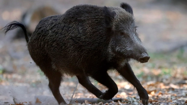 Vetro rotto a scuola, la colpa è di un cinghiale (foto repertorio Ansa) Vetro rotto a scuola, la colpa è di un cinghiale (foto repertorio Ansa)