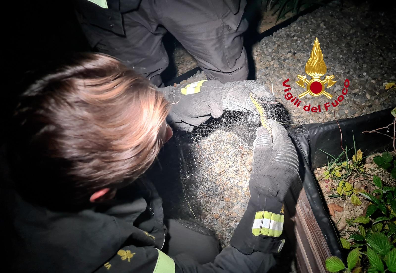“Ci sono due serpenti incastrati nella rete”. Arrivano i vigili del fuoco e li salvano “Ci sono due serpenti incastrati nella rete”. Arrivano i vigili del fuoco e li salvano